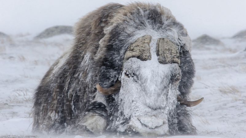 Снежная буря обрушилась на мощных овцебыков