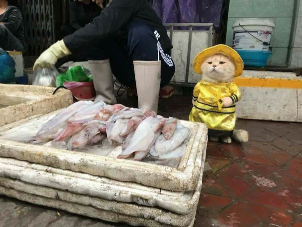 Кот по кличке Собака на Вьетнамском рынке в нарядных костюмах умиляет прохожих