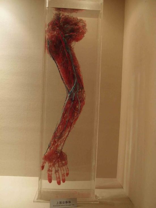 Кровеносная система без тканей: экспонаты из Шанхайского музея (2 фото)