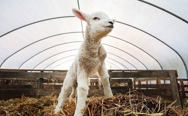 У британских фермеров родился ОГРОМНЫЙ ЯГНЕНОК (6 фото)
