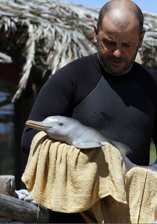 Мужик пришел на помощь новорожденному дельфиненку, выброшенному на берег (6 фото)