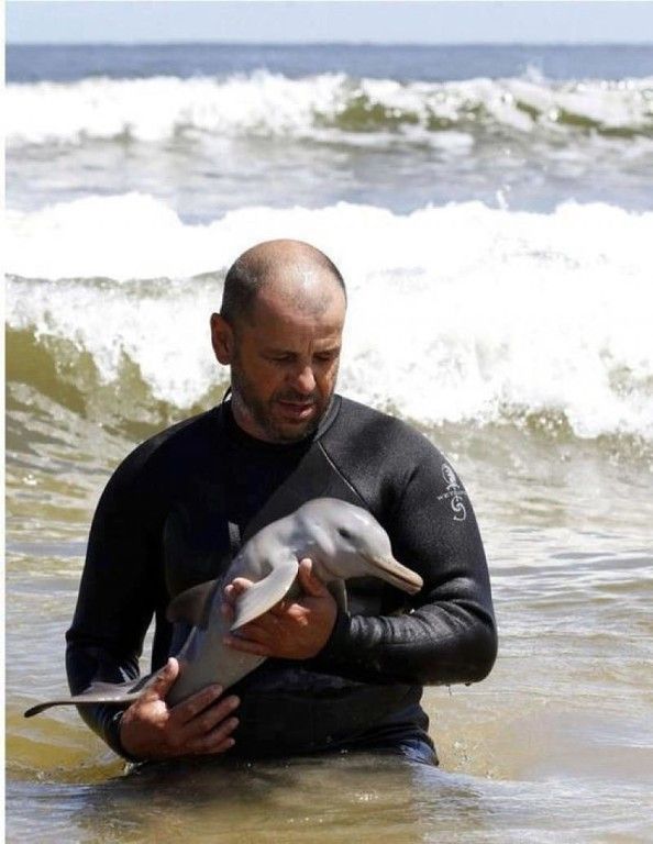 Мужик пришел на помощь новорожденному дельфиненку, выброшенному на берег (6 фото)
