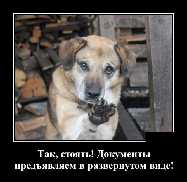 Смешнявый Юмор #2 (10 фото)