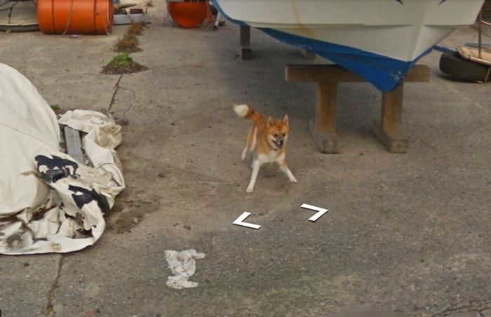 СМЕШНОЙ пёс стал звездой интернета на ГУГЛ КАРТАХ (8 фото)