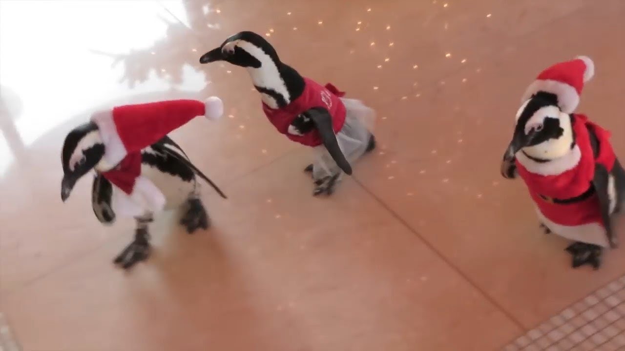 Видео со Смешными Пингвинами