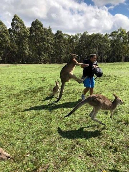 Подсевшие на морковку кенгуру лупят туристов, чтобы отобрать у них лакомство