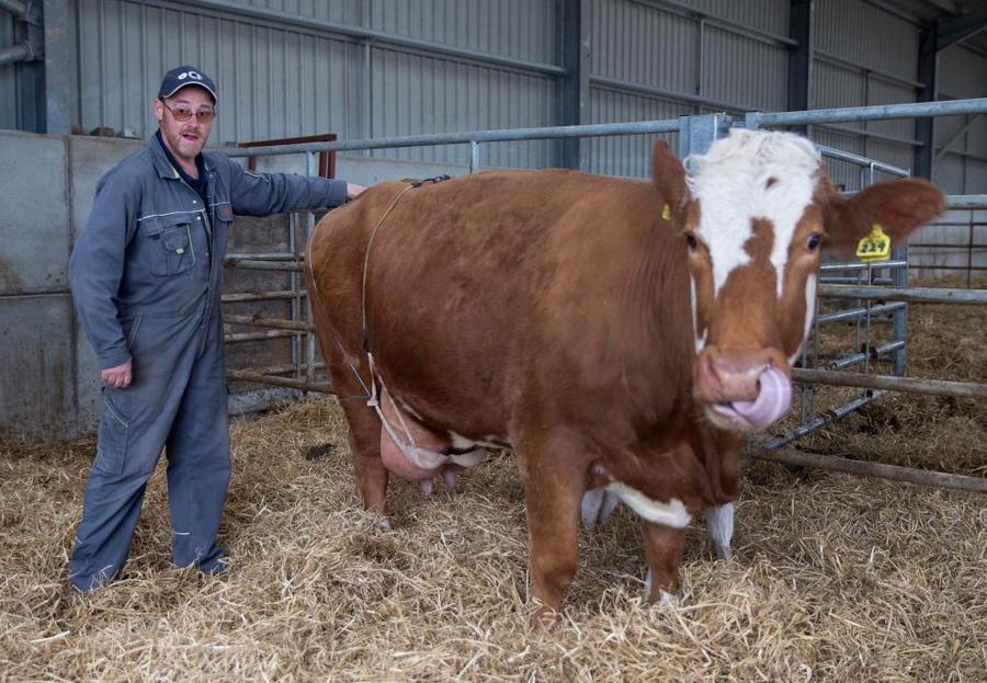 Фермер прикрыл соски коровы лифчиком своей жены