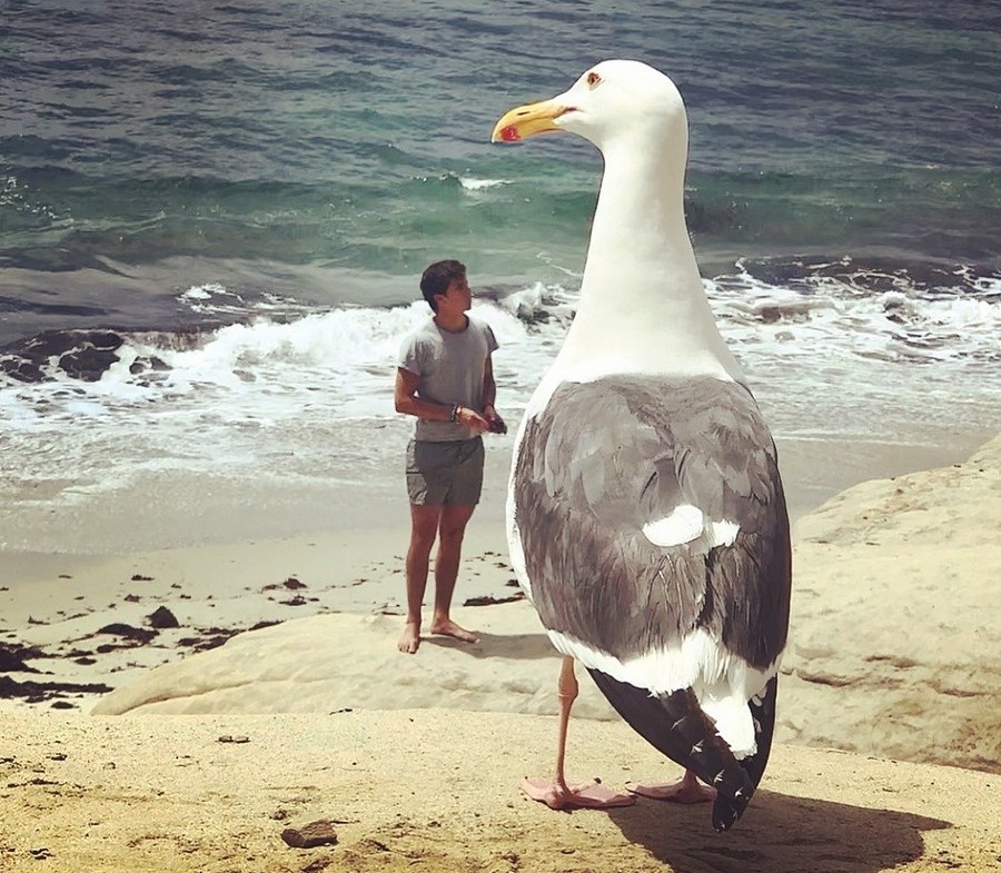 Фотоподборка с Фото Приколами