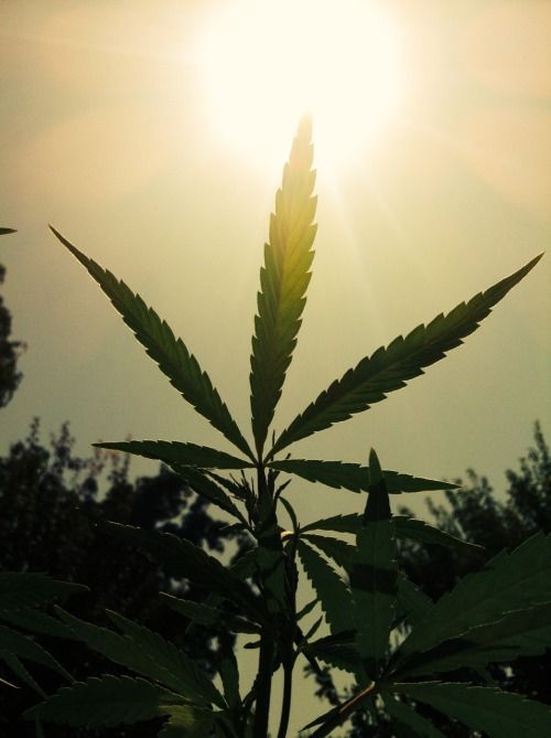В Канаде легализовали употребление и выращивание марихуаны