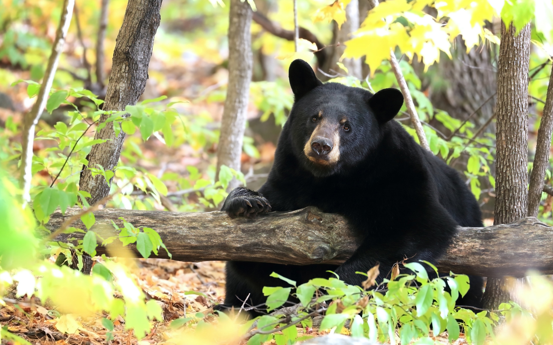 Медведь барибал умеет лазить по деревьям. Американский медведь Барибал. Барибал и бурый медведь. Уссурийский белогрудый медведь. Американский черный медведь Барибал.