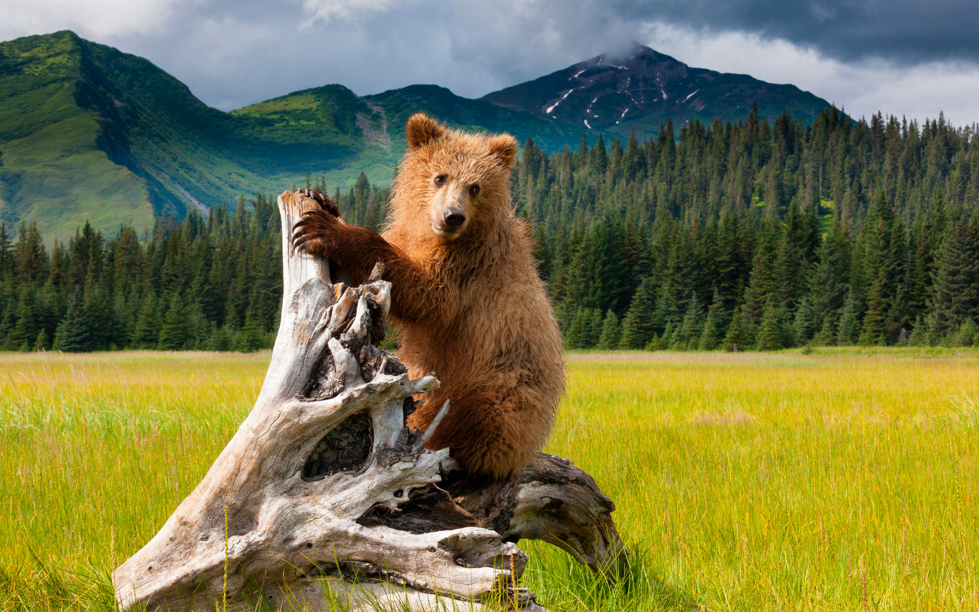 Медведи (12 фото)