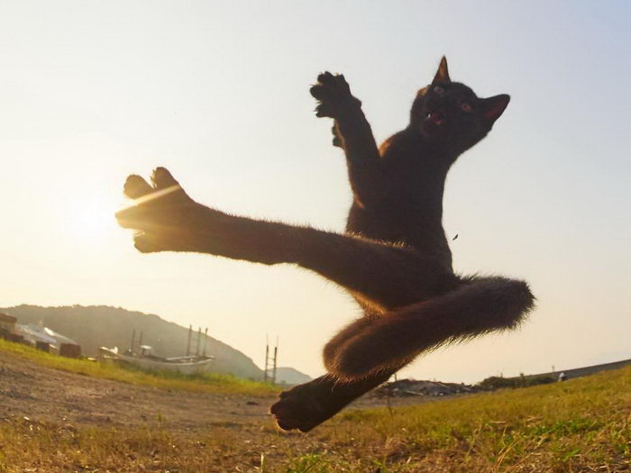 Ниндзя-кошки в фотографиях Hisakata Hiroyuki (20 фото)