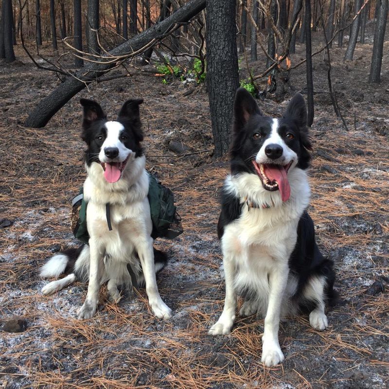 Трое собак спасают леса от последствий опустошительных пожаров (5 фото)