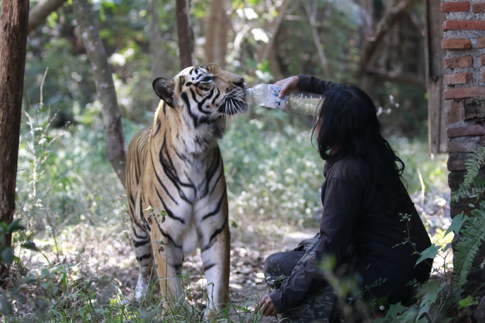 Индонезийская учительница 10 лет живет с тигрицей (5 фото)