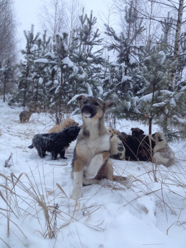 Водитель спас замерзающих в лесу собак (4 фото)