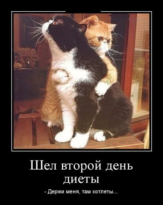 Демотиваторы (29 фото)