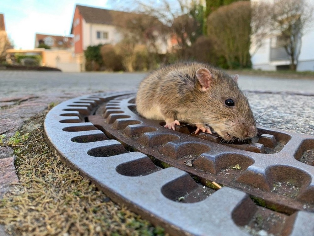 10 немецких пожарных спасали толстую крысу, застрявшую в канализационном люке