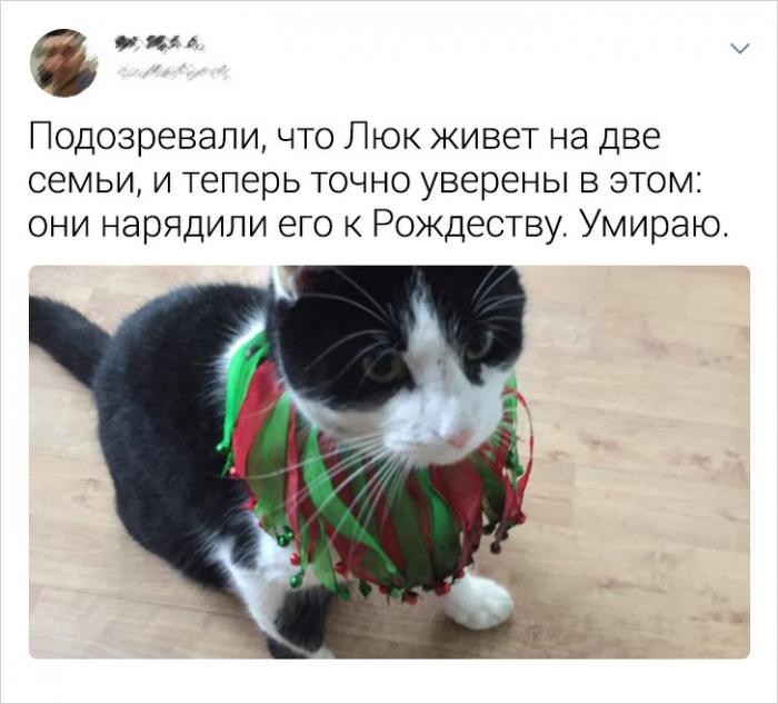 Фото Котов Котиков