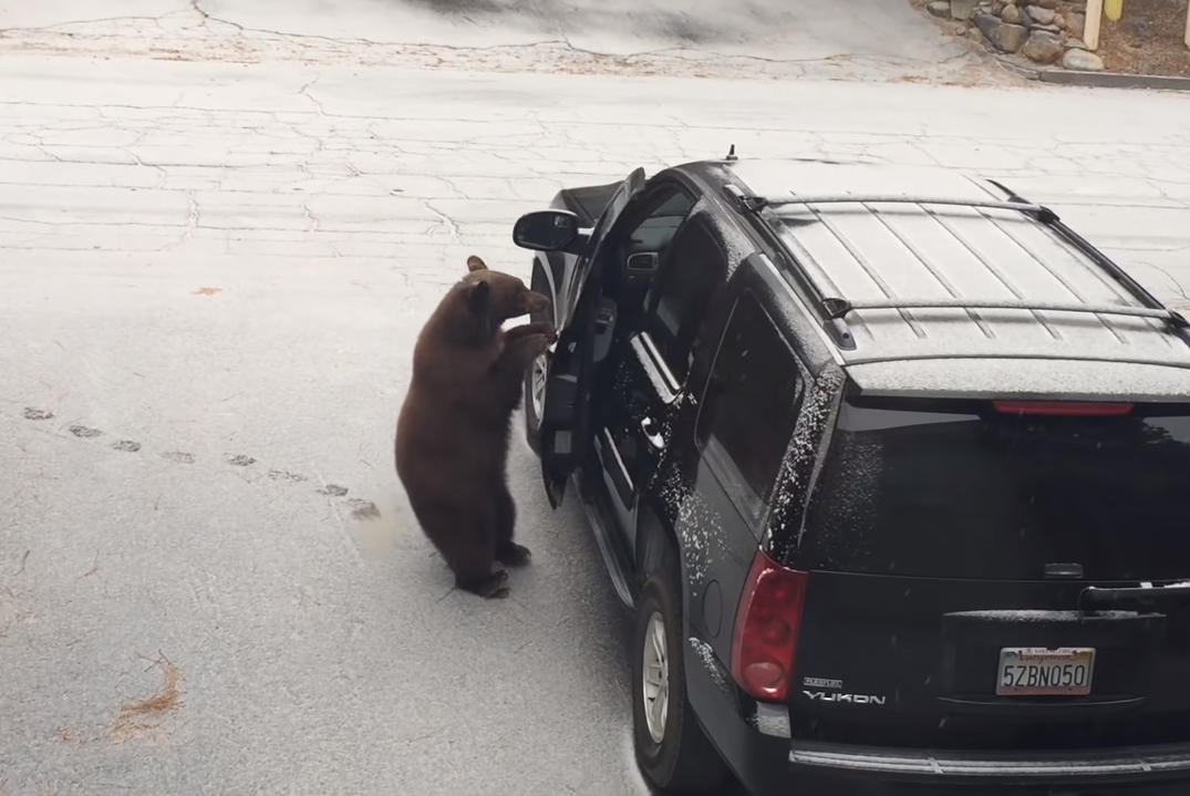 В США медведь залез в салон внедорожника на глазах у автовладельцев