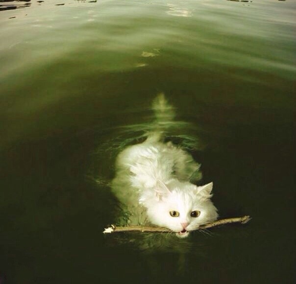 Забавные животные (40 фото)