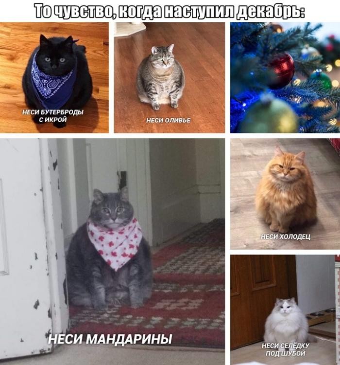 Фото Приколы (66 фото) 7-12-2019