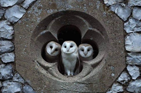 Смешные Картинки (42 фото) 9-12-2019