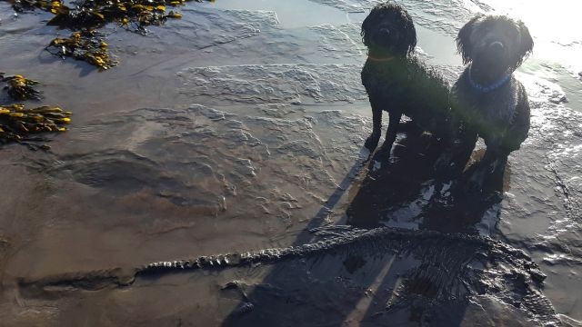 Британец с собаками обнаружил странную находку археологи в Шоке