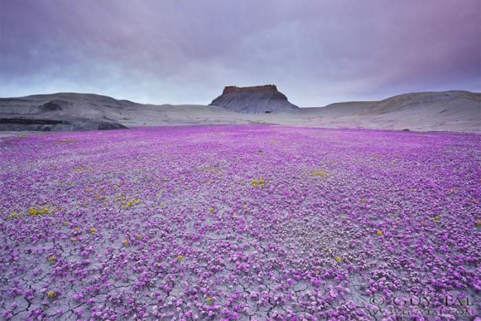 Сказочная пустыня с цветами Анза-Боррего