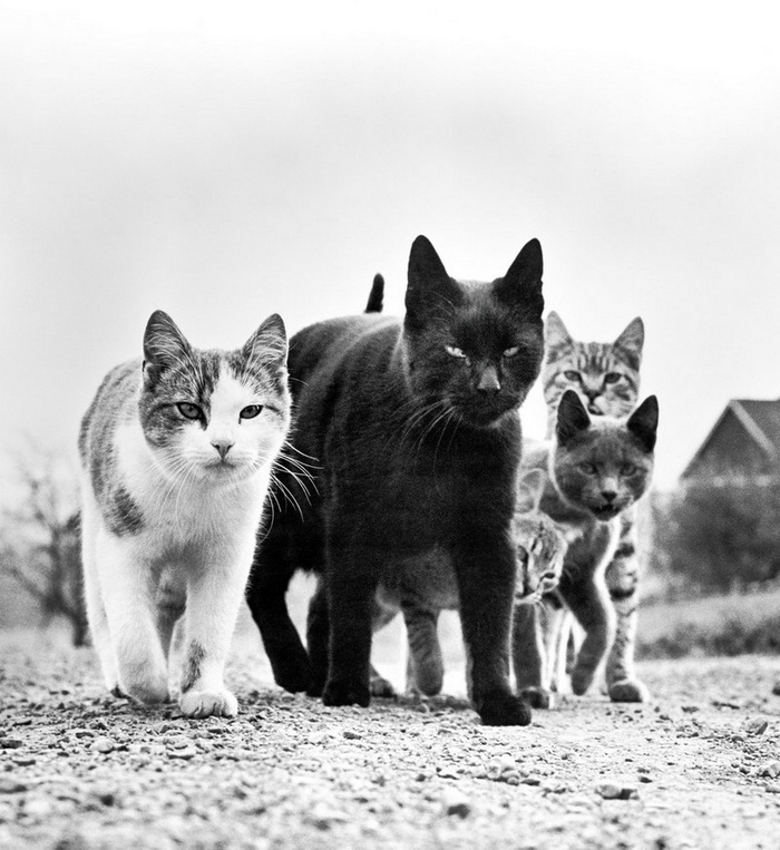 Кошачий фотограф Walter George Chandoha (20 фото)