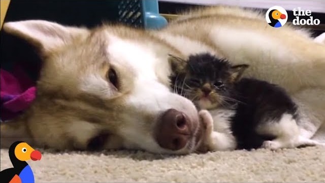 Хаски стала мамой для котёнка - трогательное видео