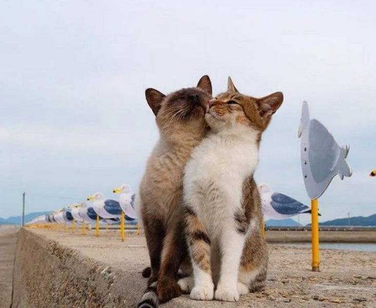 Эти Забавные Животные (50 фото)