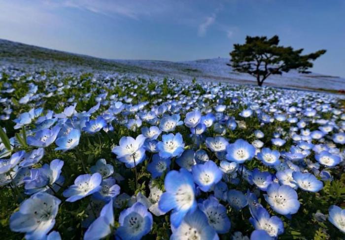 Цветы Немофилы в парке Хитачи (7 фото)