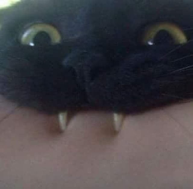 Смешные Зубастые Коты (15 фото)