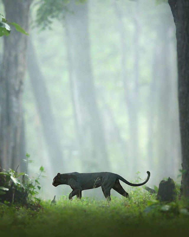 Фотограф дикой природы запечатлел редкую Чёрную Пантеру, бродящую по индийским джунглям (10 фото)