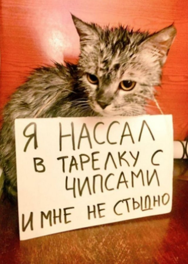 Поступки Котов и Кошек (14 фото)