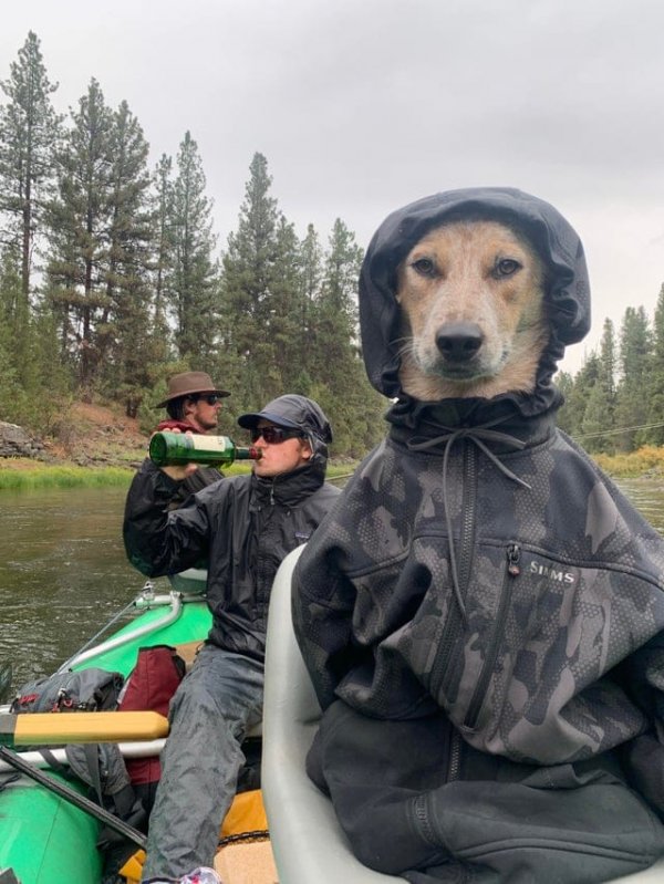 Собака в куртке и пьющие рыбаки, Фотошоп подборка