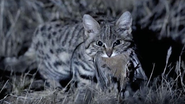 МУРАВЬИНЫЙ ТИГР - маленький, но смертоносный ночной охотник! Это южноафриканская пятнистая кошка