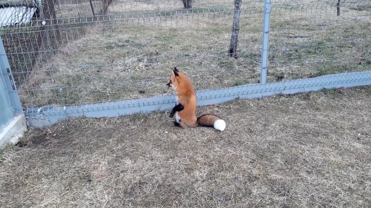 ЛисЯша. Реакция на собаку за забором. Звуки